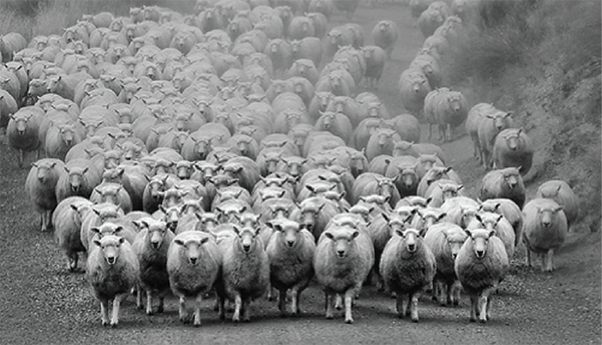 Hafiz Muhammad Ali-SEO Link Building Social Proof